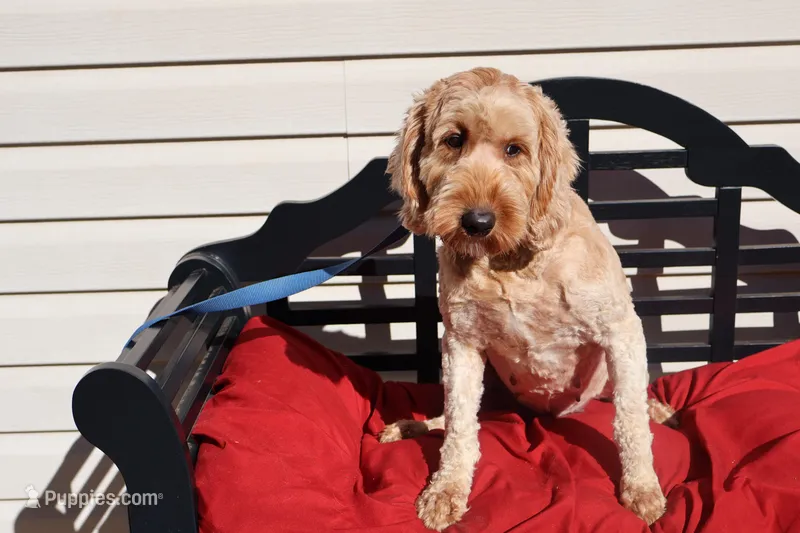 Bailey – Poodle - Toy , Miniature Goldendoodle puppy for sale in Fountain Inn, SC