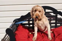 Bailey, a female Poodle - Toy  and Miniature Goldendoodle for sale in Fountain Inn, SC – 1 of 6