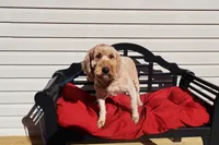 Bailey, a female Poodle - Toy  and Miniature Goldendoodle for sale in Fountain Inn, SC – 4 of 6