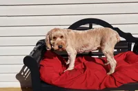 Bailey, a female Poodle - Toy  and Miniature Goldendoodle for sale in Fountain Inn, SC – 6 of 6