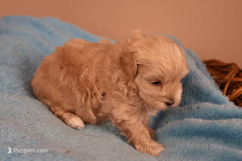 Abby – Maltipoo puppy for sale in Fountain Inn, SC