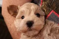 Bailey, a female Maltipoo for sale in Fountain Inn, SC – 4 of 10