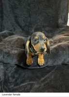 Penelope , a female Miniature Dachshund for sale in Satellite Beach, FL – 2 of 3