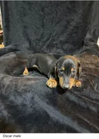 Oscar, a male Miniature Dachshund for sale in Satellite Beach, FL – 3 of 3