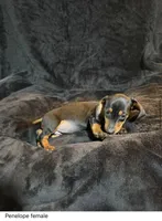 Lavender , a female Miniature Dachshund for sale in Satellite Beach, FL – 3 of 3