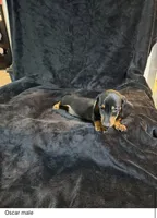 Oscar, a male Miniature Dachshund for sale in Satellite Beach, FL – 2 of 3