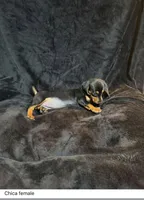 Chica , a female Miniature Dachshund for sale in Satellite Beach, FL – 2 of 3