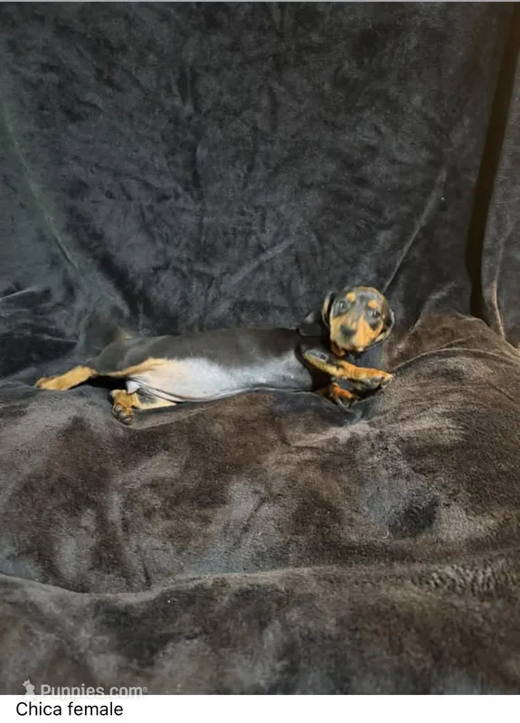 Chica  – Miniature Dachshund puppy for sale in Satellite Beach, FL
