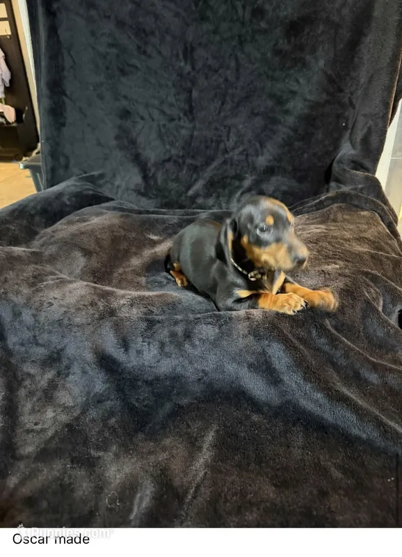 Oscar – Miniature Dachshund puppy for sale in Satellite Beach, FL