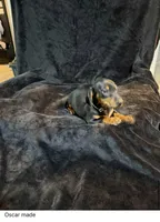 Oscar, a male Miniature Dachshund for sale in Satellite Beach, FL – 1 of 3