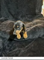 Penelope , a female Miniature Dachshund for sale in Satellite Beach, FL – 3 of 3
