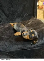 Chica , a female Miniature Dachshund for sale in Satellite Beach, FL – 3 of 3