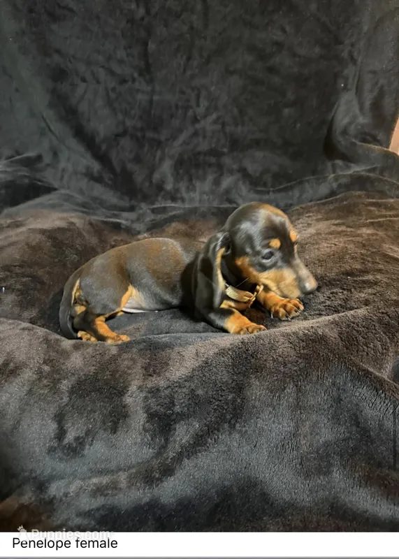 Lavender  – Miniature Dachshund puppy for sale in Satellite Beach, FL