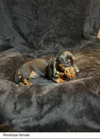 Lavender , a female Miniature Dachshund for sale in Satellite Beach, FL – 1 of 3