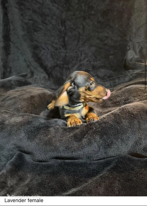 Penelope  – Miniature Dachshund puppy for sale in Satellite Beach, FL