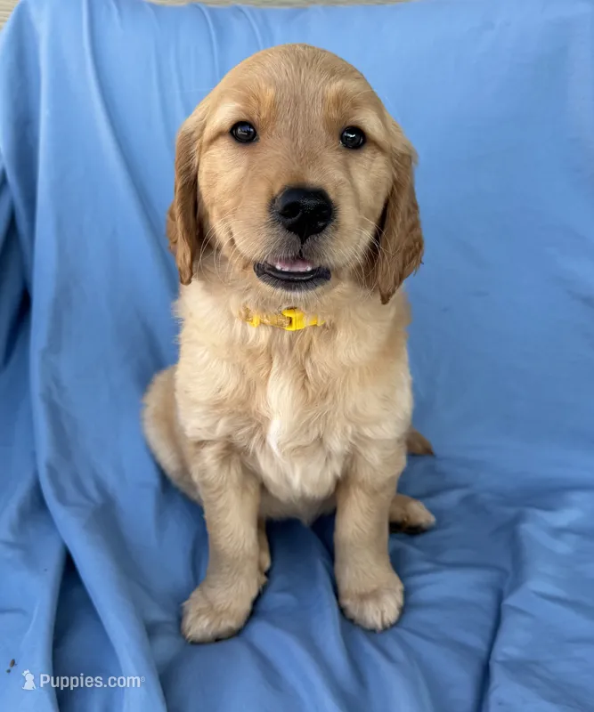 Yellow Collar Girl - AKC – Golden Retriever puppy on hold in Mustang, OK