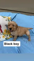 Black Collar Boy, a female Golden Retriever for sale in Mustang, OK – 3 of 3