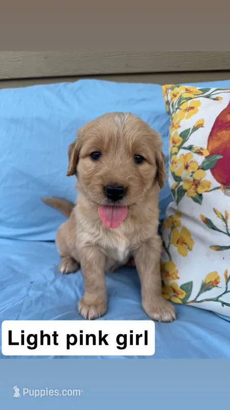 Light Pink Collar Girl – Golden Retriever puppy for sale in Mustang, OK