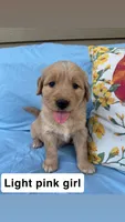 Light Pink Collar Girl, a female Golden Retriever for sale in Mustang, OK – 1 of 2