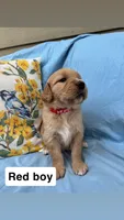 Red Collar Boy, a female Golden Retriever for sale in Mustang, OK – 2 of 2