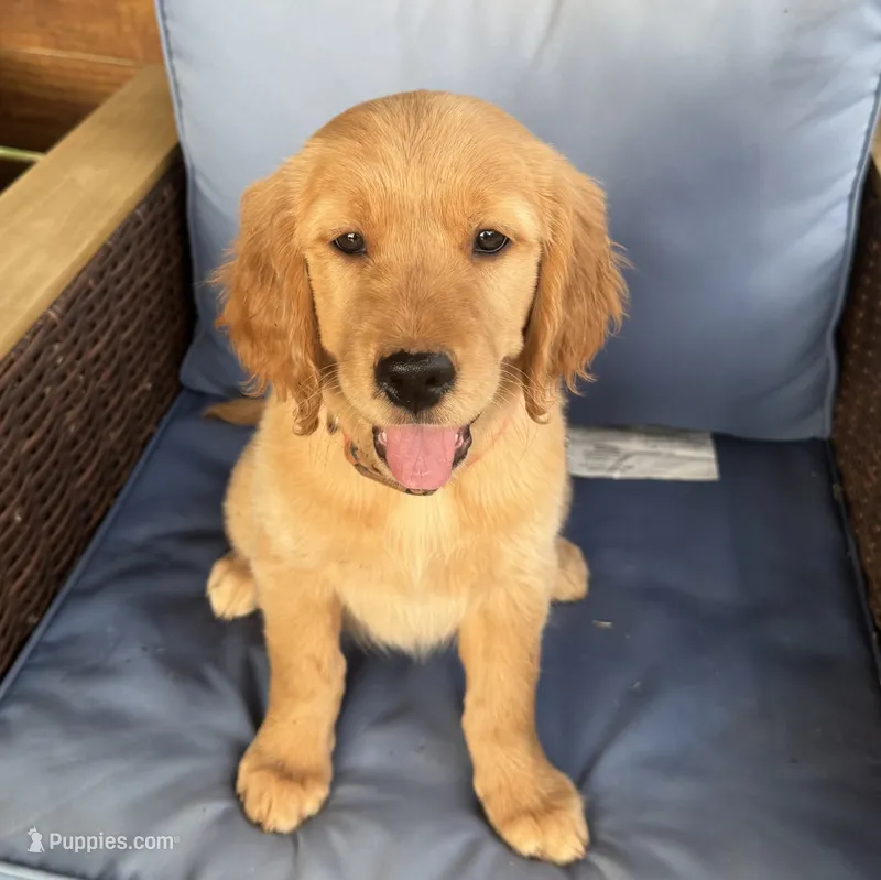 Hot Pink Collar Girl - AKC – Golden Retriever puppy for sale in Mustang, OK