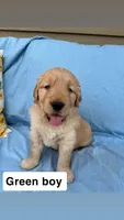 Green Collar Boy, a female Golden Retriever for sale in Mustang, OK – 2 of 2