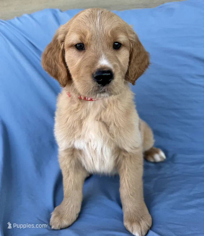 Red Collar Boy - AKC – Golden Retriever puppy on hold in Mustang, OK