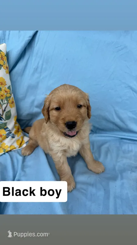 Black Collar Boy – Golden Retriever puppy for sale in Mustang, OK