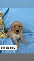Black Collar Boy, a female Golden Retriever for sale in Mustang, OK – 1 of 3