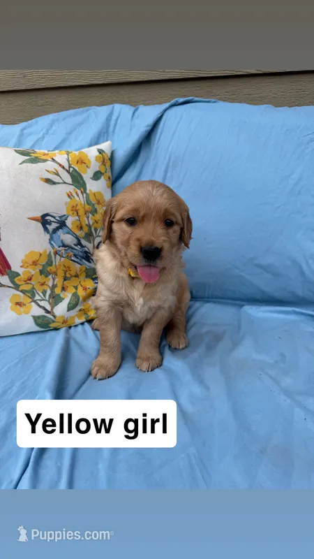 Yellow Collar Girl – Golden Retriever puppy for sale in Mustang, OK