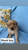 Black Collar Boy, a female Golden Retriever for sale in Mustang, OK – 2 of 3
