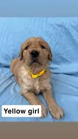 Yellow Collar Girl, a female Golden Retriever for sale in Mustang, OK – 2 of 2