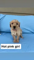 Hot Pink Collar Girl, a female Golden Retriever for sale in Mustang, OK – 2 of 2