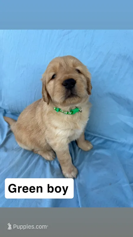 Green Collar Boy – Golden Retriever puppy for sale in Mustang, OK