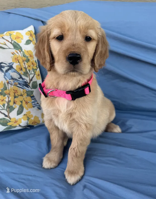 Hot Pink Collar Girl - AKC – Golden Retriever puppy for sale in Mustang, OK