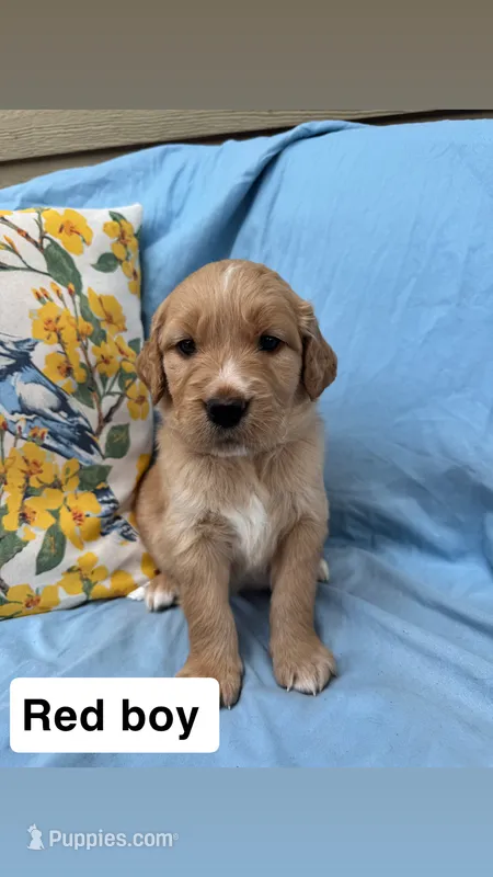 Red Collar Boy – Golden Retriever puppy for sale in Mustang, OK