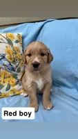 Red Collar Boy, a female Golden Retriever for sale in Mustang, OK – 1 of 2