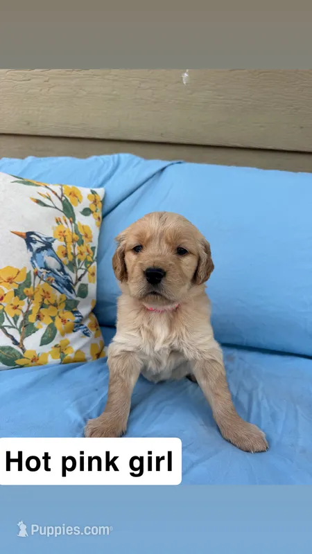 Hot Pink Collar Girl – Golden Retriever puppy for sale in Mustang, OK