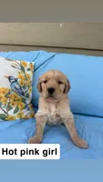 Hot Pink Collar Girl, a female Golden Retriever for sale in Mustang, OK – 1 of 2