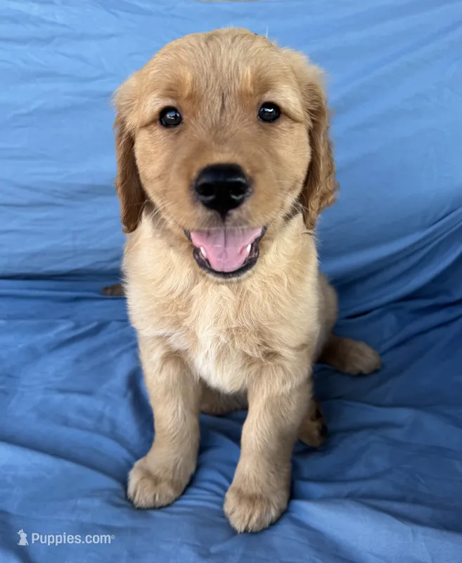 Black Collar Boy - AKC – Golden Retriever puppy for sale in Mustang, OK