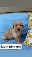 Light Pink Collar Girl, a female Golden Retriever for sale in Mustang, OK – 2 of 2
