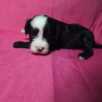 Flower, a male Sheepadoodle for sale in League City, TX – Photo 3 of 8