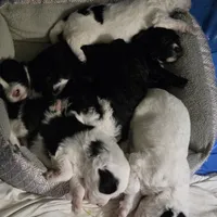 Flower, a male Sheepadoodle for sale in League City, TX – Photo 4 of 8