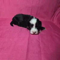 Flower, a male Sheepadoodle for sale in League City, TX – Photo 7 of 8