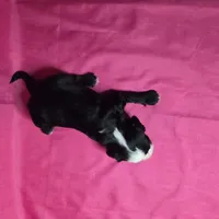 Flower, a male Sheepadoodle for sale in League City, TX – Photo 8 of 8