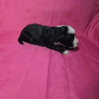 Flower, a male Sheepadoodle for sale in League City, TX – Photo 6 of 8