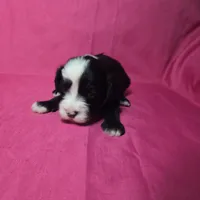 Flower, a male Sheepadoodle for sale in League City, TX – Photo 5 of 8