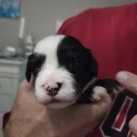 Flower, a male Sheepadoodle for sale in League City, TX – Photo 2 of 8