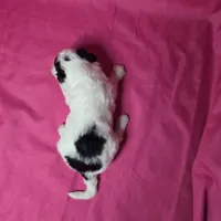 Romeo, a male Sheepadoodle for sale in League City, TX – Photo 5 of 5