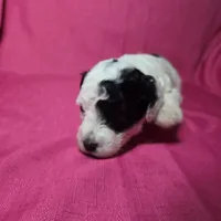 Romeo, a male Sheepadoodle for sale in League City, TX – Photo 4 of 5